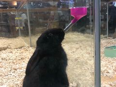 -龟与熊猫宠物公园(南坪店)
