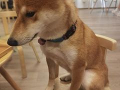 -柴迷FANS CLUB·柴犬狗咖·猫咖