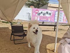 -趣玩宠物乐园寄养训犬训狗游泳池