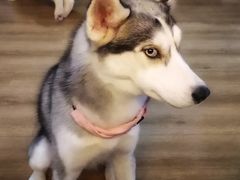 -Husky Go! 哈士奇体验馆·宠物咖啡厅狗咖