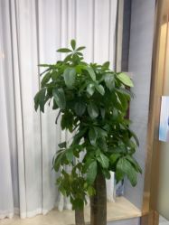 -武汉五洲整形外科医院