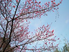 -三圣花乡旅游区