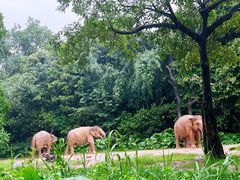 -广州长隆野生动物世界