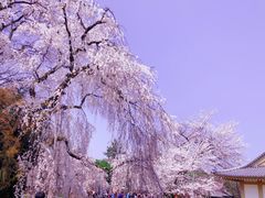 -醍醐寺