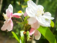 -海棠花溪(元大都城垣遗址公园)