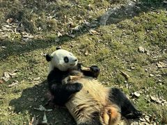 -武汉动物园
