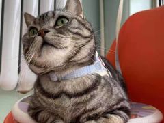 -纳吉亚猫专科动物医院博雅分院