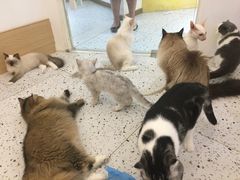 -猫域·湾主题猫咖·宠物吧(南坪城市广场店)