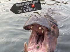-合肥野生动物园