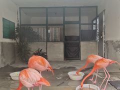 -成都动物园