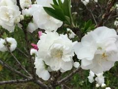 -南汇桃花村