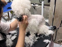 -PETKIT 小佩宠物·低压洗护·美容·寄养(安远店)