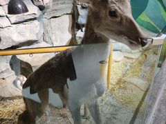 -萌宠奇缘(荣鼎店)