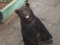 -西霞口神雕山野生动物世界