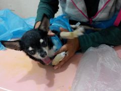 android_upload_pic-瑞派福兴宠物医院犬猫全科·骨科·中西医结合(河东店)