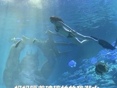 -哈尔滨波塞冬海底世界