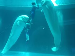 -上海海昌海洋公园-冰山北极馆