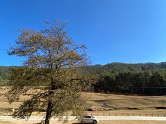 -大浪坝森林公园