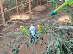 -南宫五洲植物乐园