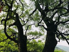 -上坦村
