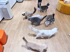 -1013 PET SHOP精品宠物商店(丁香店)
