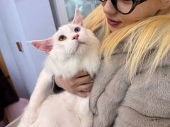 -青奢宠物·青奢猫舍