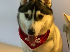 -Husky Go! 哈士奇体验馆·宠物咖啡厅狗咖