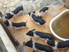 -HERRE·FARM 赫尔露营农场·团建聚会包场