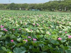 -荷塘月色湿地公园·向阳花洲