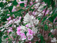 -深圳国际园林花卉博览园