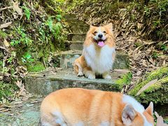 -云南屏边大围山国家公园