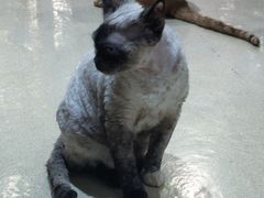 -藏猫猫咖啡主题馆(中央大道店)