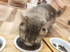 -袖虎·猫馆(体育西路店)