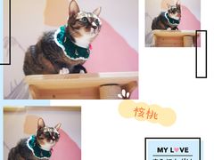 -滚猫咖啡·猫咖·猫友好撸猫(未来城店)