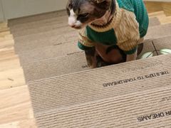 -猫在这儿猫咪咖啡馆·撸猫馆