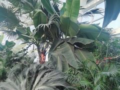 -石家庄市植物园