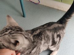 -佳怡动物医院·平价24小时·猫专科骨外科