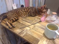 猫语时光咖啡书吧-小时光咖啡馆(开森度假森林店)