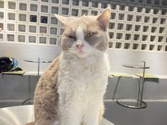 -浣熊柯尔鸭土拨鼠·电玩咖