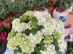 -溪岸路花鸟市场