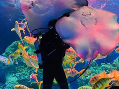 -芜湖新华联大白鲸海洋公园