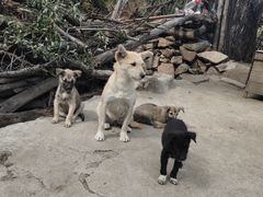 -大岭沟猕猴桃谷风景区