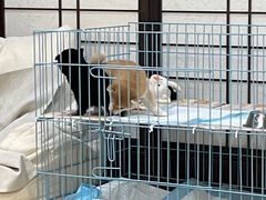 -逗柴咖啡屋·狗咖猫咖宠物桌游