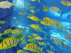 -太平洋海底世界