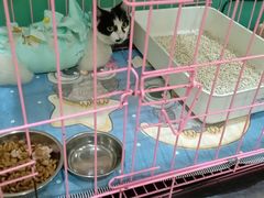 -米苏动物医院·犬猫专科·骨科外科内窥镜