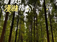 -黄海国家森林公园