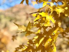 -红山国家森林公园