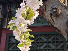 -海棠花溪(元大都城垣遗址公园)