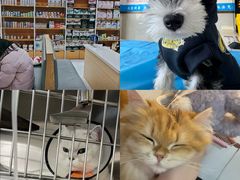 -艾贝尔宠物医院·24H转诊中心·肿瘤猫专科(江宁双龙店)