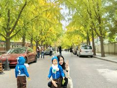 -三里屯东五街银杏大道